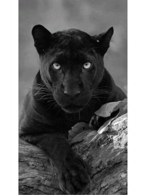 Araba Kapı Direk Kaplama Folyosu kara panter