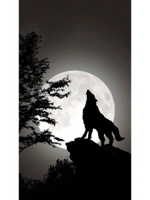 Panter Kapı Direk Kaplama Folyosu BASKILI STİCKER Sağ-Sol 2 Adet 22*50 CM