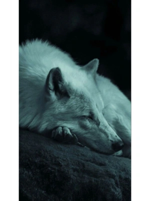 Türk Bayrağı Kapı Direk Kaplama Folyosu BASKILI STİCKER Sağ-Sol 2 Adet 22*50 CM