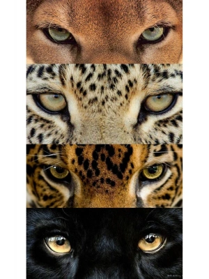 Kurt Kapı Direk Kaplama Folyosu BASKILI STİCKER Sağ-Sol 2 Adet 22*50 CM