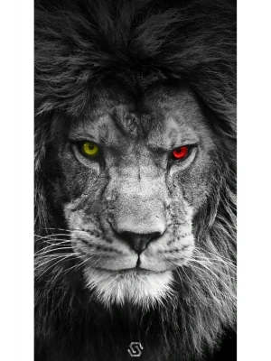 Araba Kapı Direk Kaplama Folyosu galatasaray