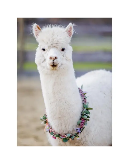 132706 Ravensburger, Alpaka Lama - 200 Parça Puzzle