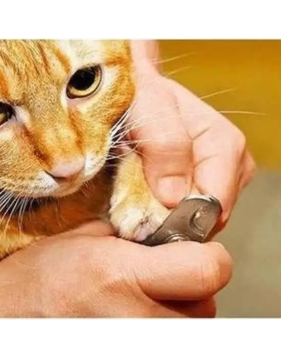 Omarı Evcil Hayvan Tırnak Bakım Seti - Profesyonel Pati Bakımı İçin Kaymaz Saplı