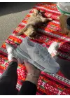 Cool Beyaz Erkek Ayakkabı