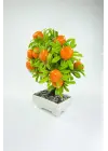Dekor Ağaç Portakal Ağacı Saksılı Dekoratif Ağaç Biblo 24x13 cm