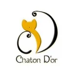 Chaton Dor