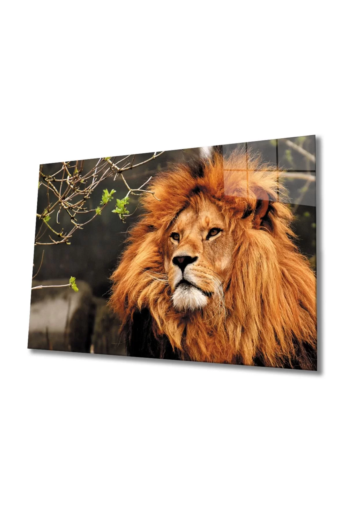 Lion 3 Glass Painting