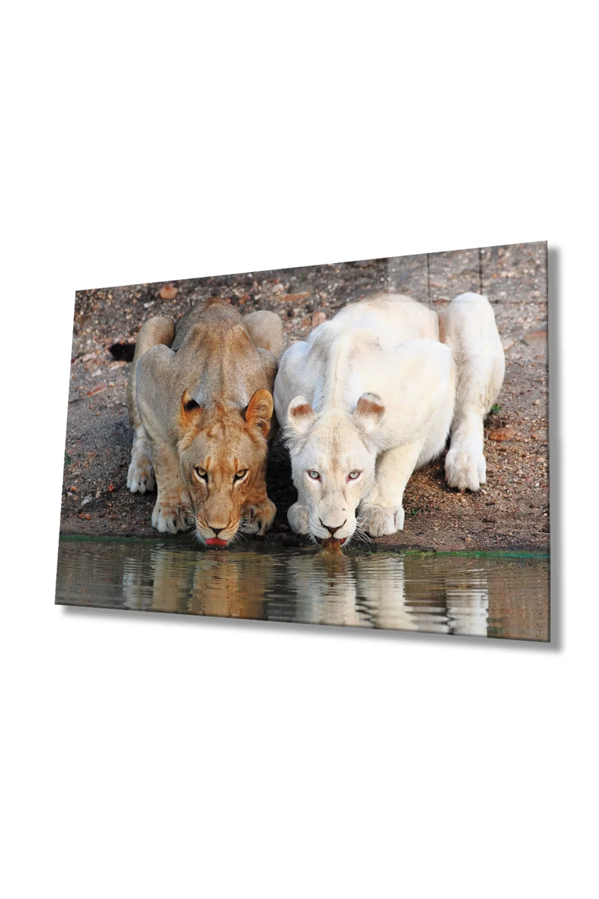 Lion Animal Glass Painting 4mm Durable Tempered Glass