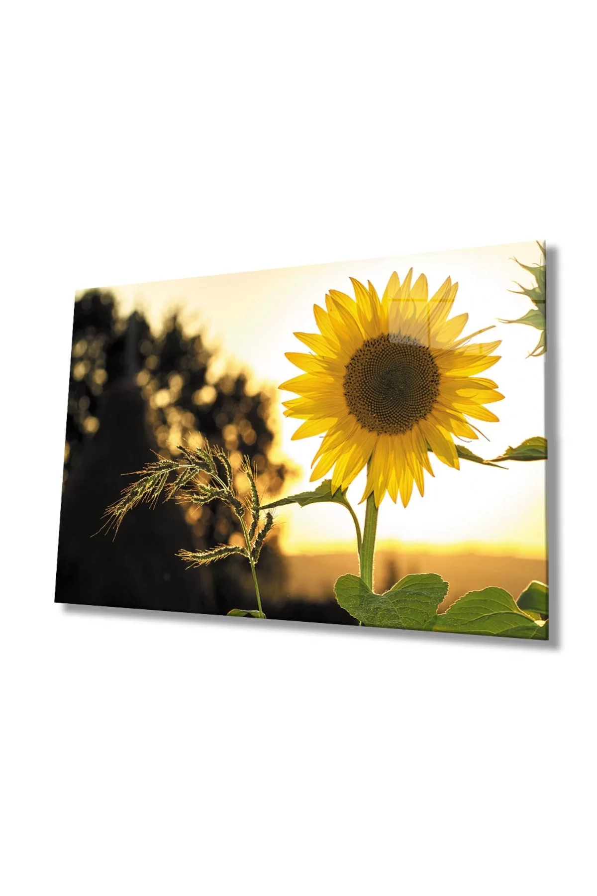 Sunflower Glass Table 4mm Durable Tempered Glass