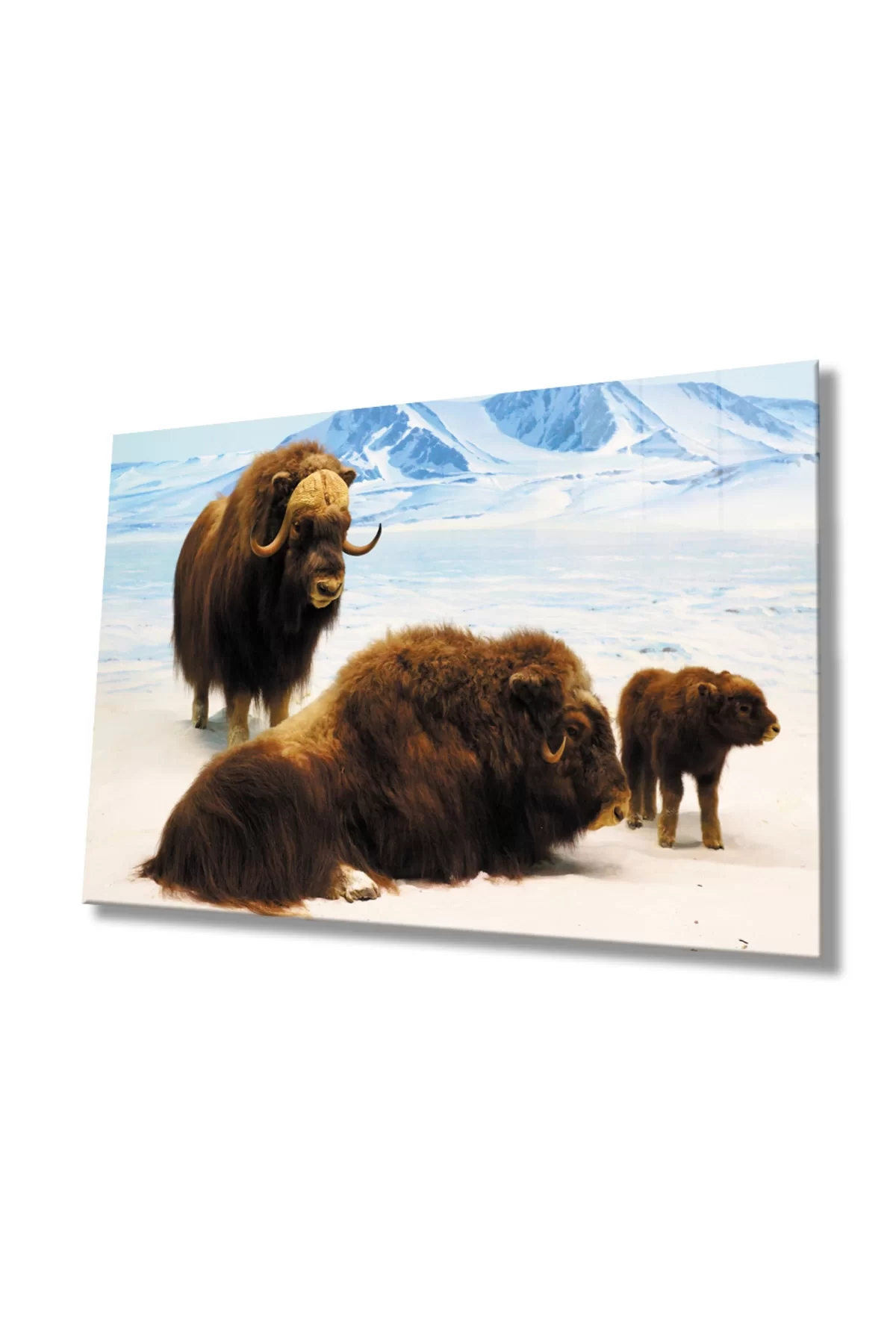 Bison Animal Glass Table 4mm Durable Tempered Glass