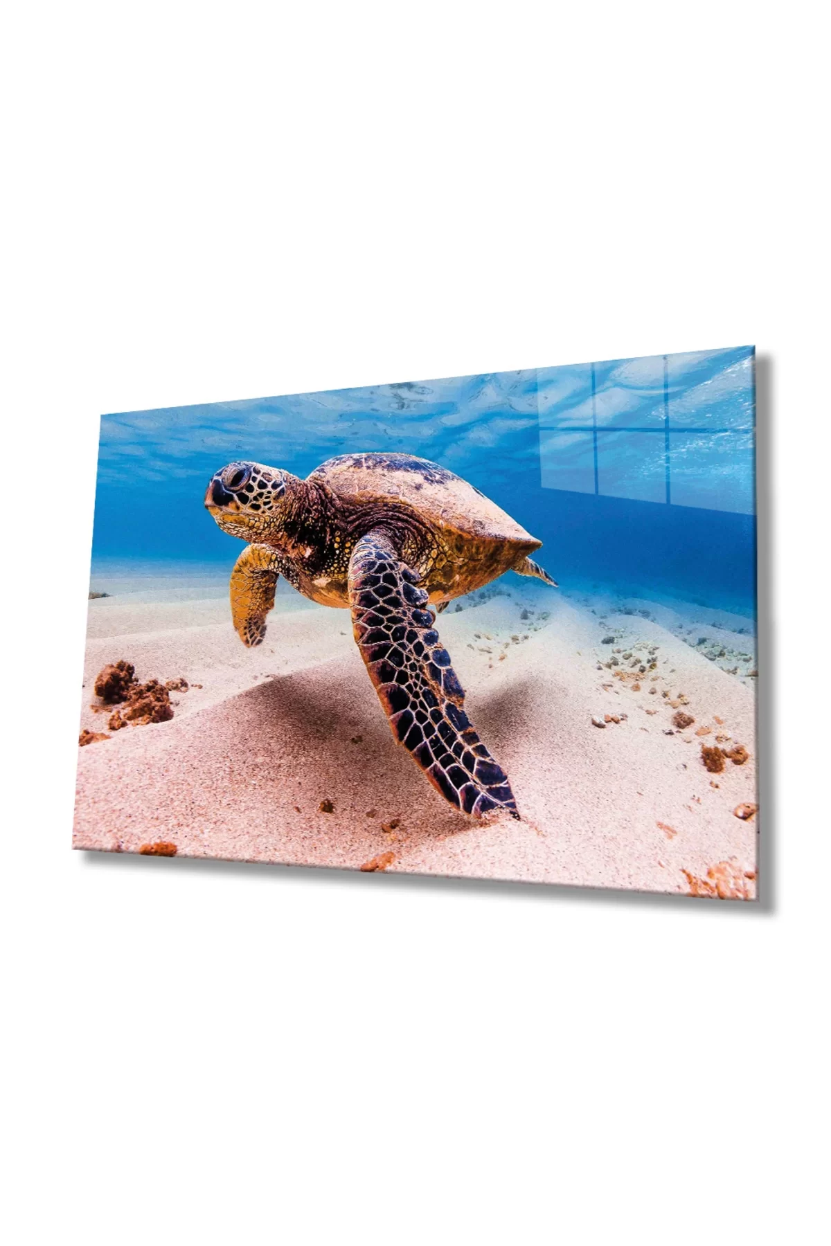 Sea Turtle Animal Portrait Glass Painting,