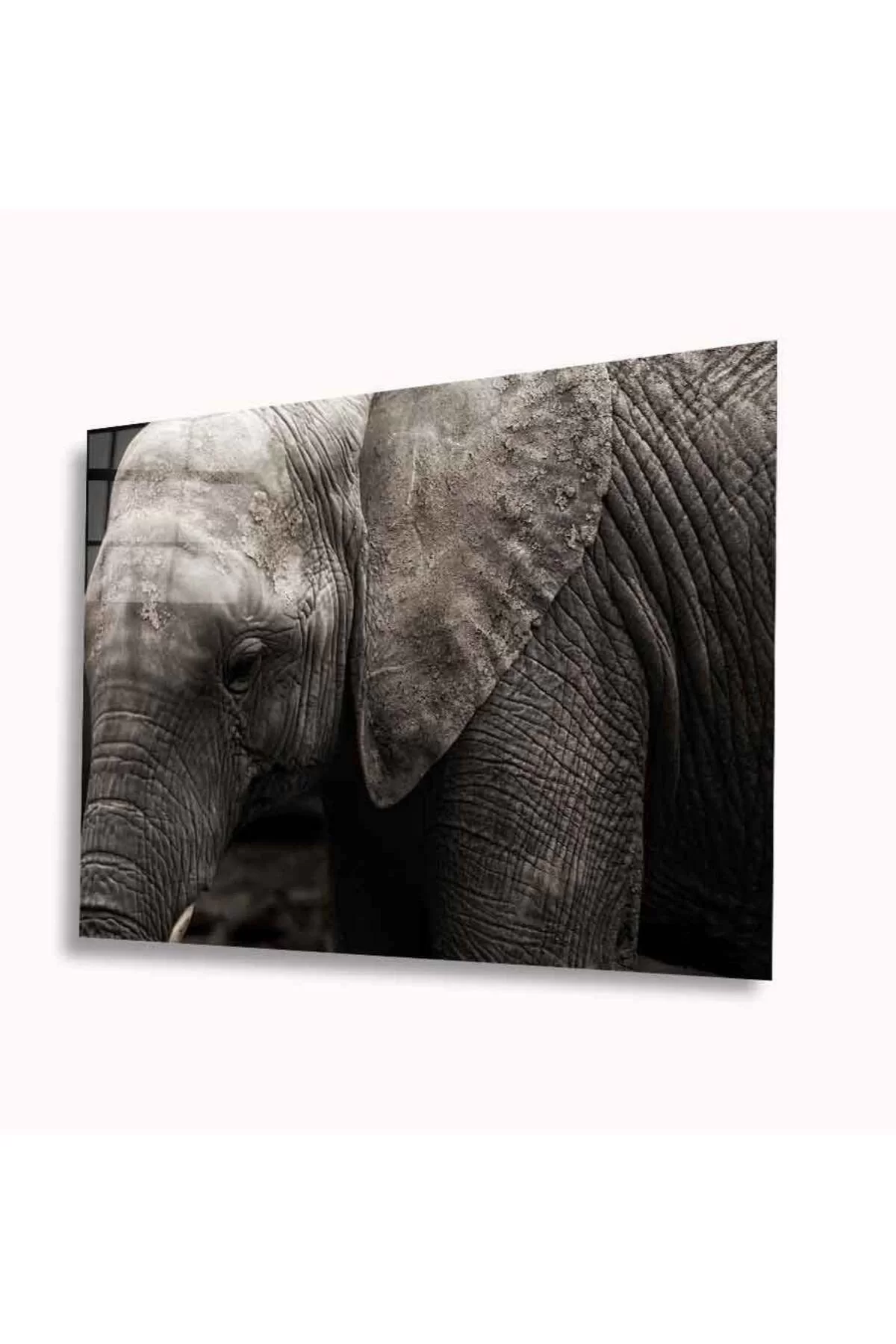 Elephant Glass Table 4mm Durable Tempered Glass