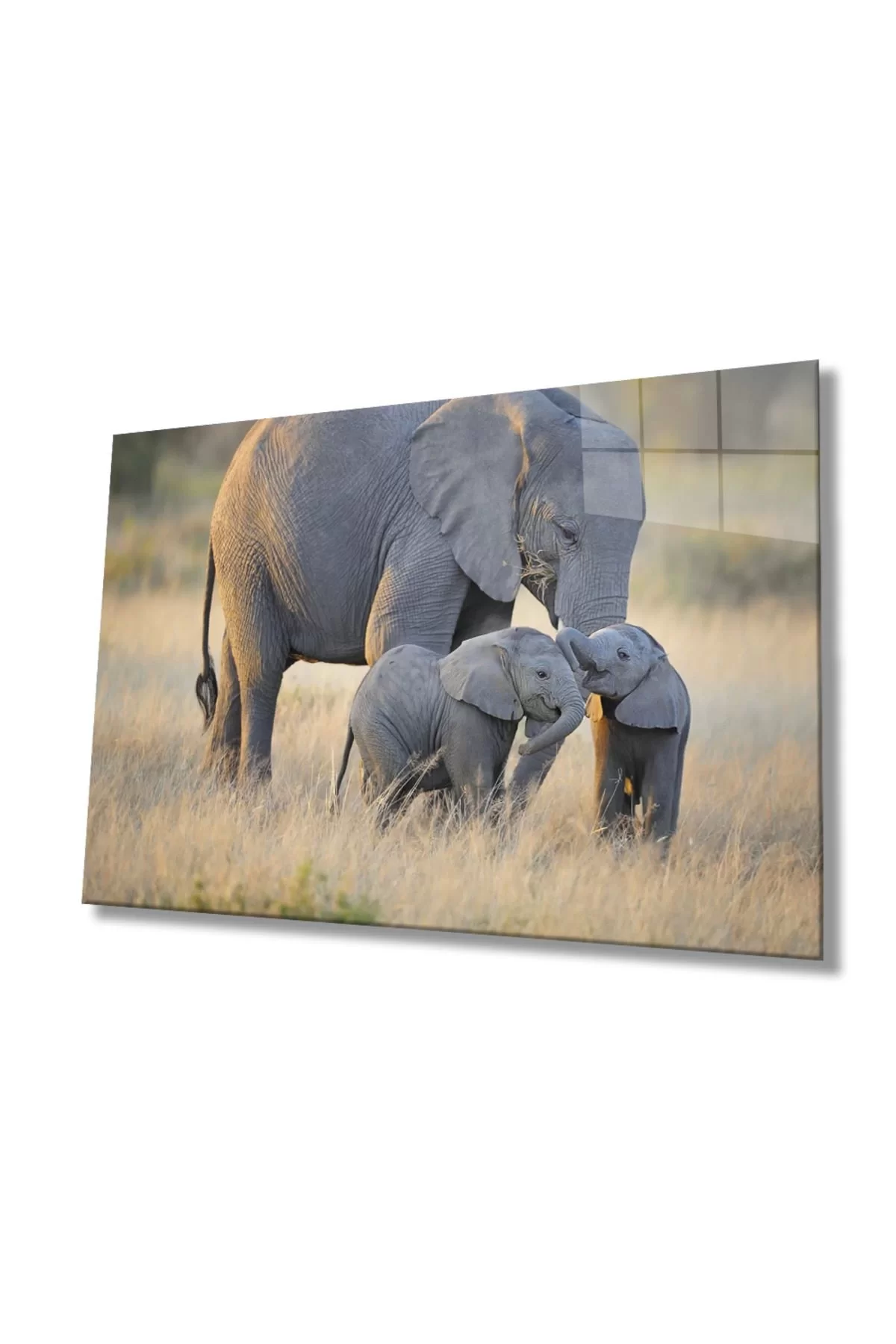 Elephants Animal Glass Table 4mm Durable Tempered Glass