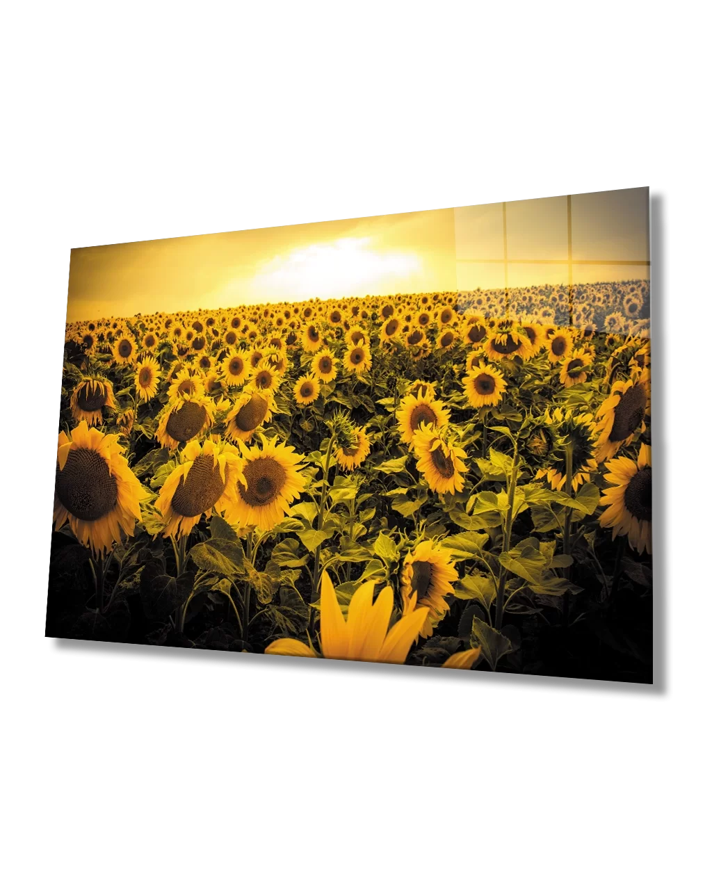 Sunset Landscape Sunflower Field Yellow Glass Painting