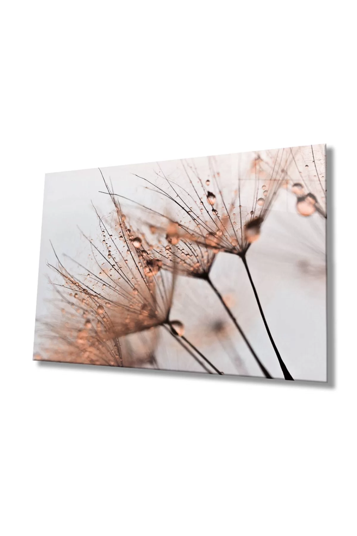 Brown Dandelion Glass Painting