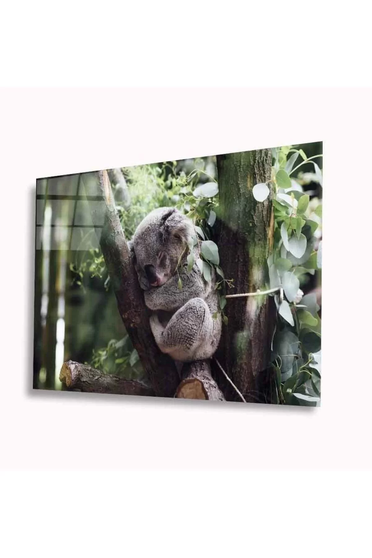 Koala Glass Table 4mm Durable Tempered Glass