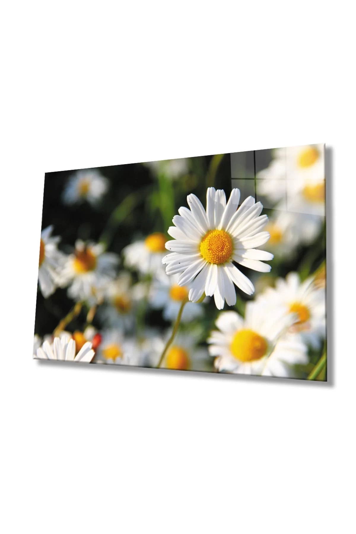 Daisy Flower Glass Painting, Home And Office Wall Decoration