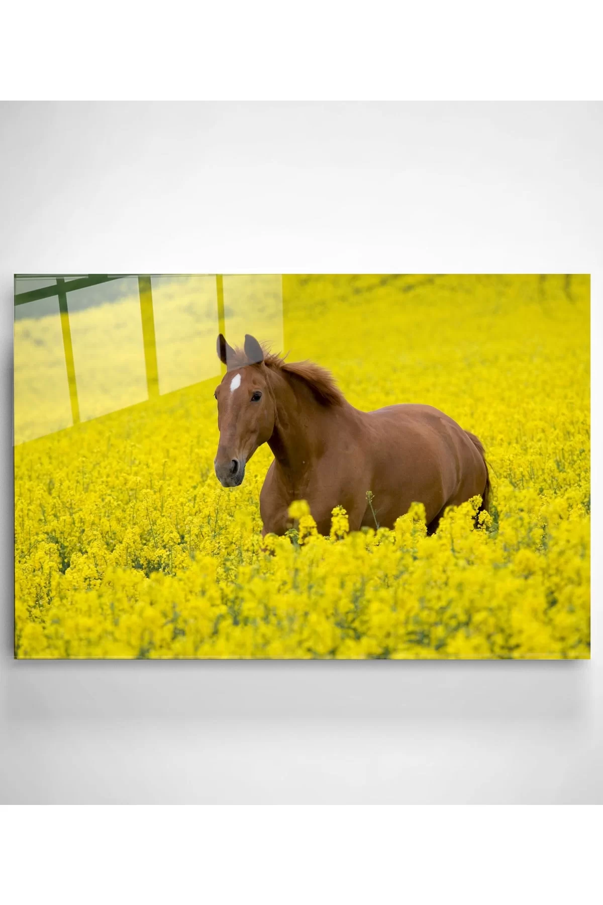 Black Horse 2 Glass Painting