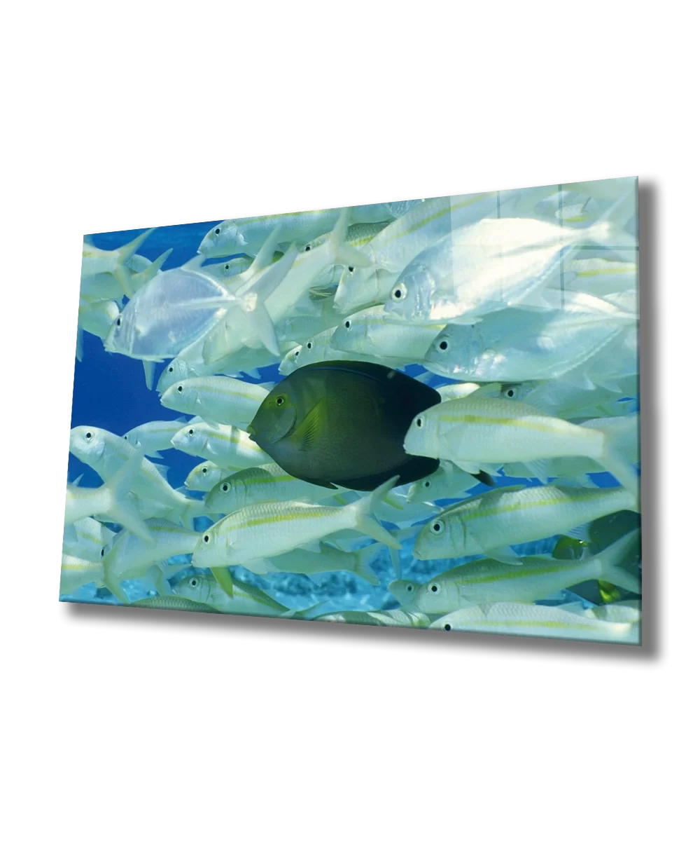 TEKNOO- Fishes Underwater Glass Painting Marine Life Fishes