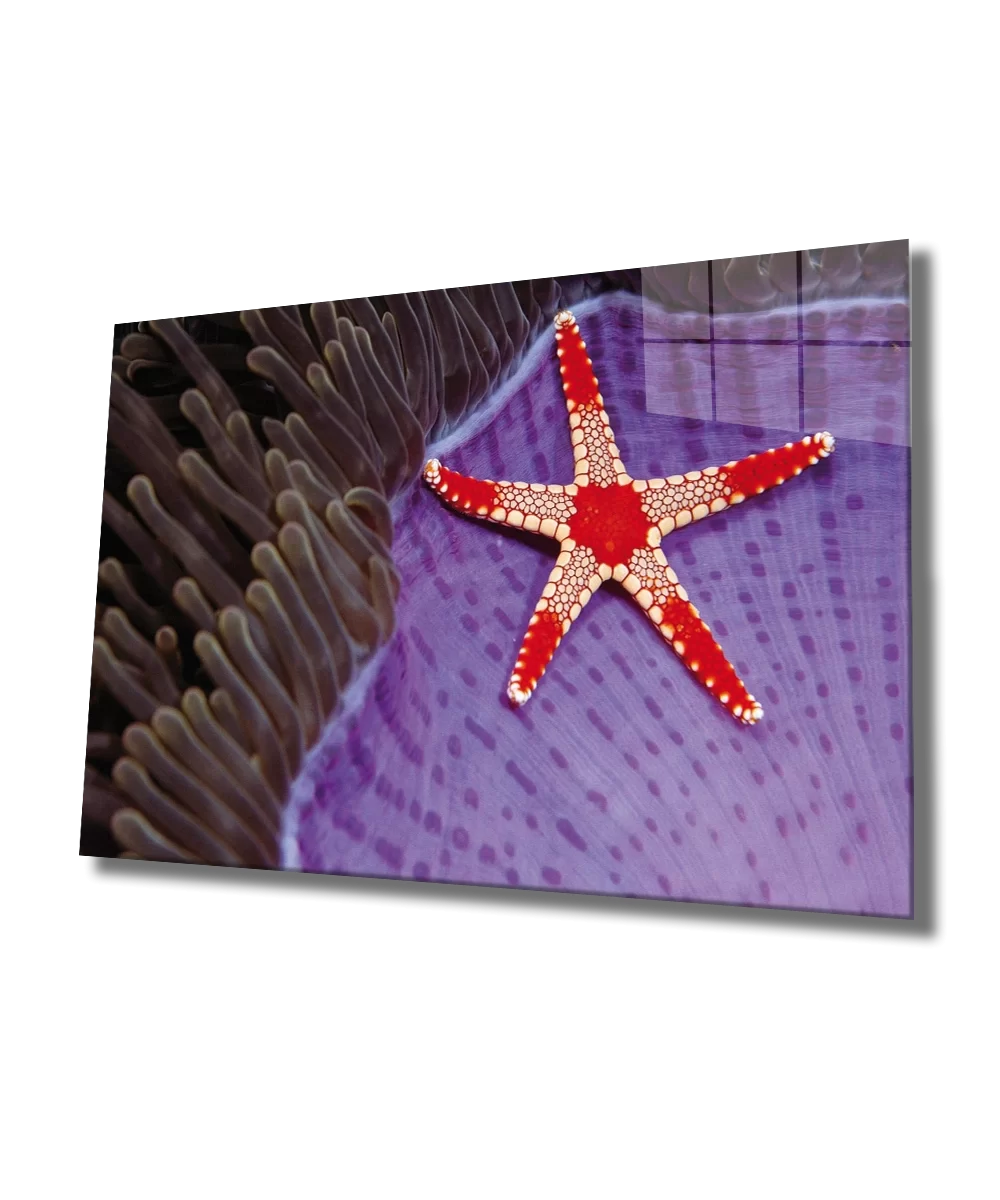 TEKNOO- Starfish Glass Painting Starfish