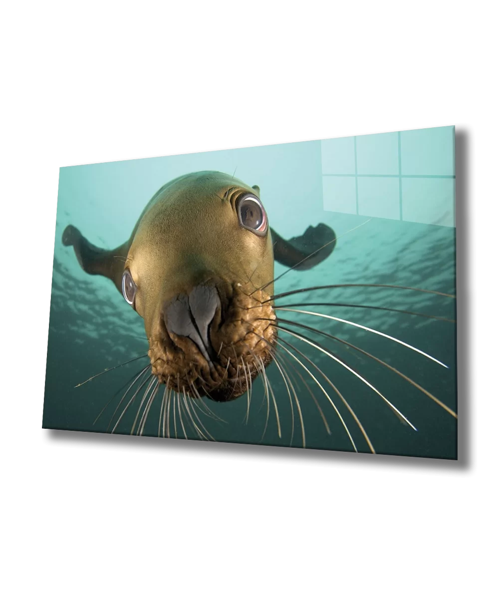 TEKNOO- Sea Lion Glass Painting Underwater Sea Lion