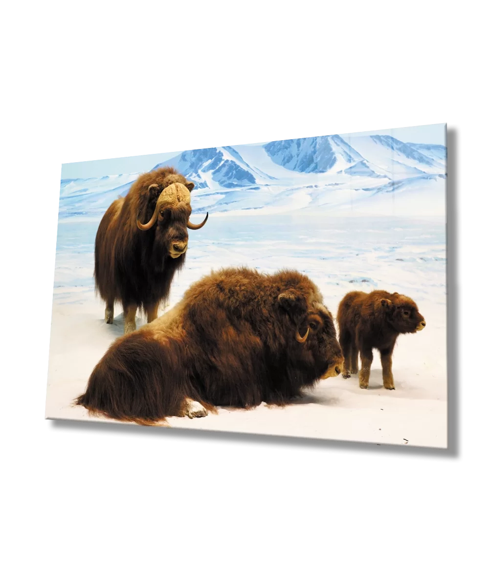 TEKNOO- Musk Ox Animal Glass Painting