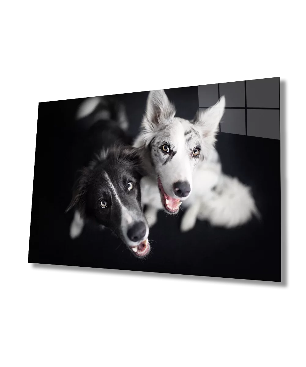 TEKNOO- Black and White Dogs Glass Painting