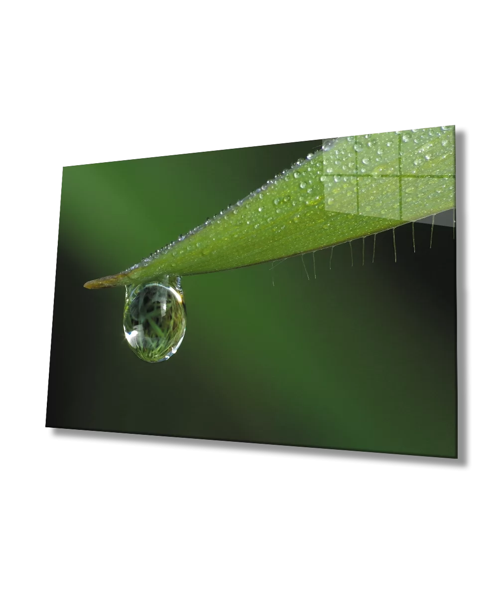 TEKNOO- Water Drop Green Leaf