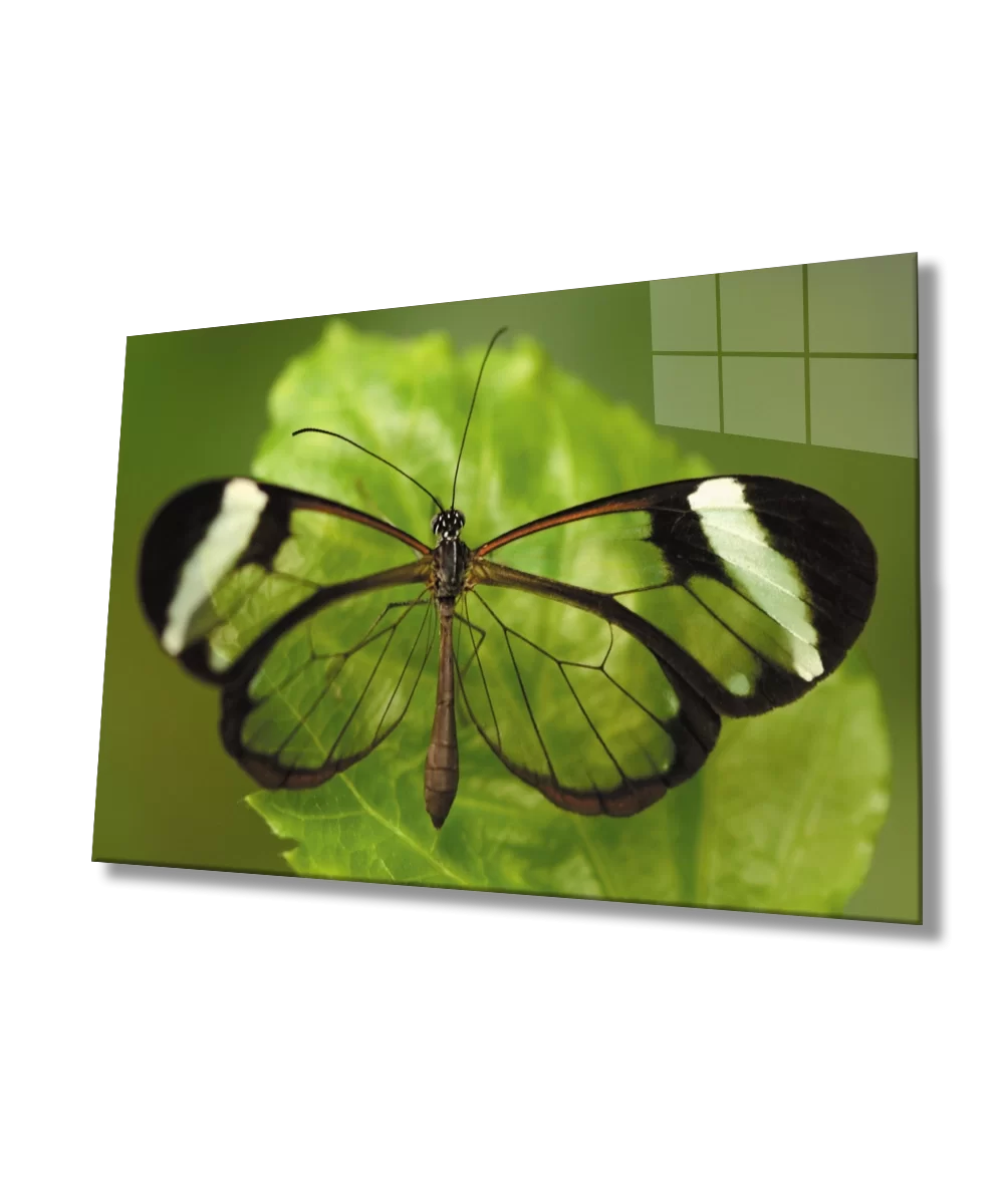 TEKNOO- Green Leaf Butterfly