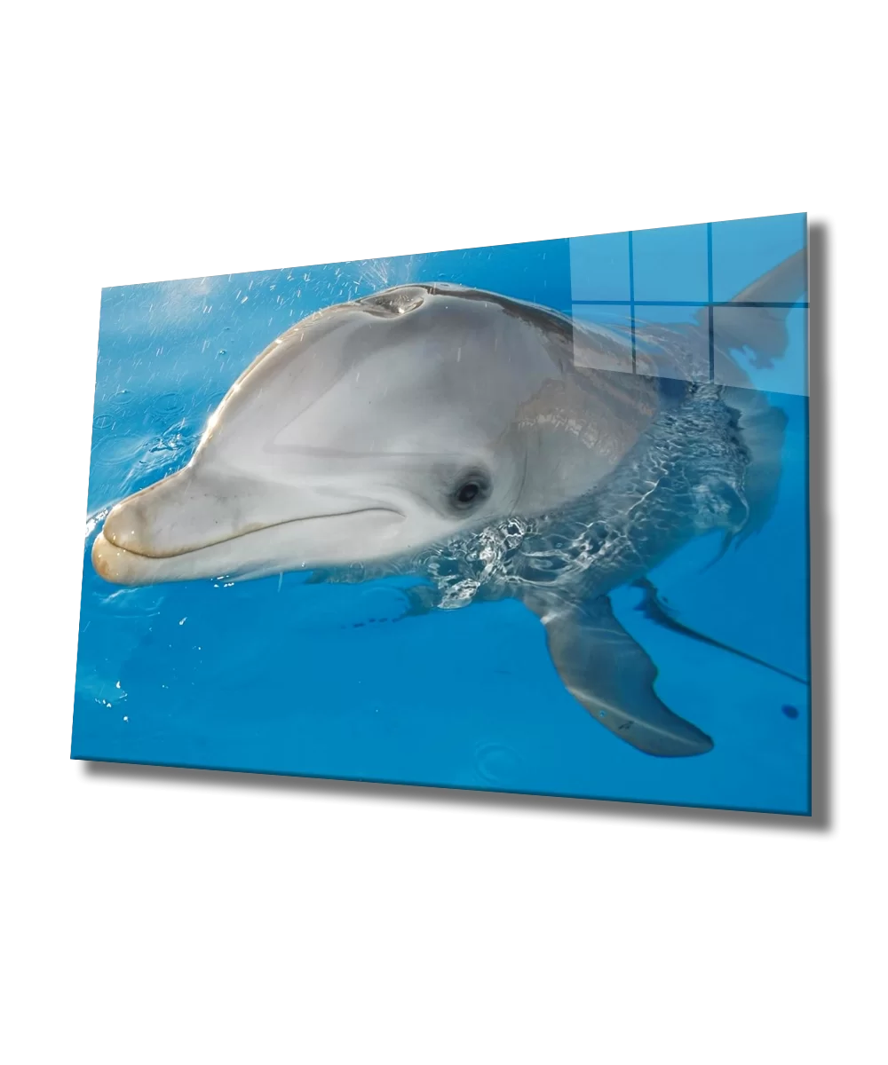 TEKNOO- Dolphin Glass Painting Dolphin