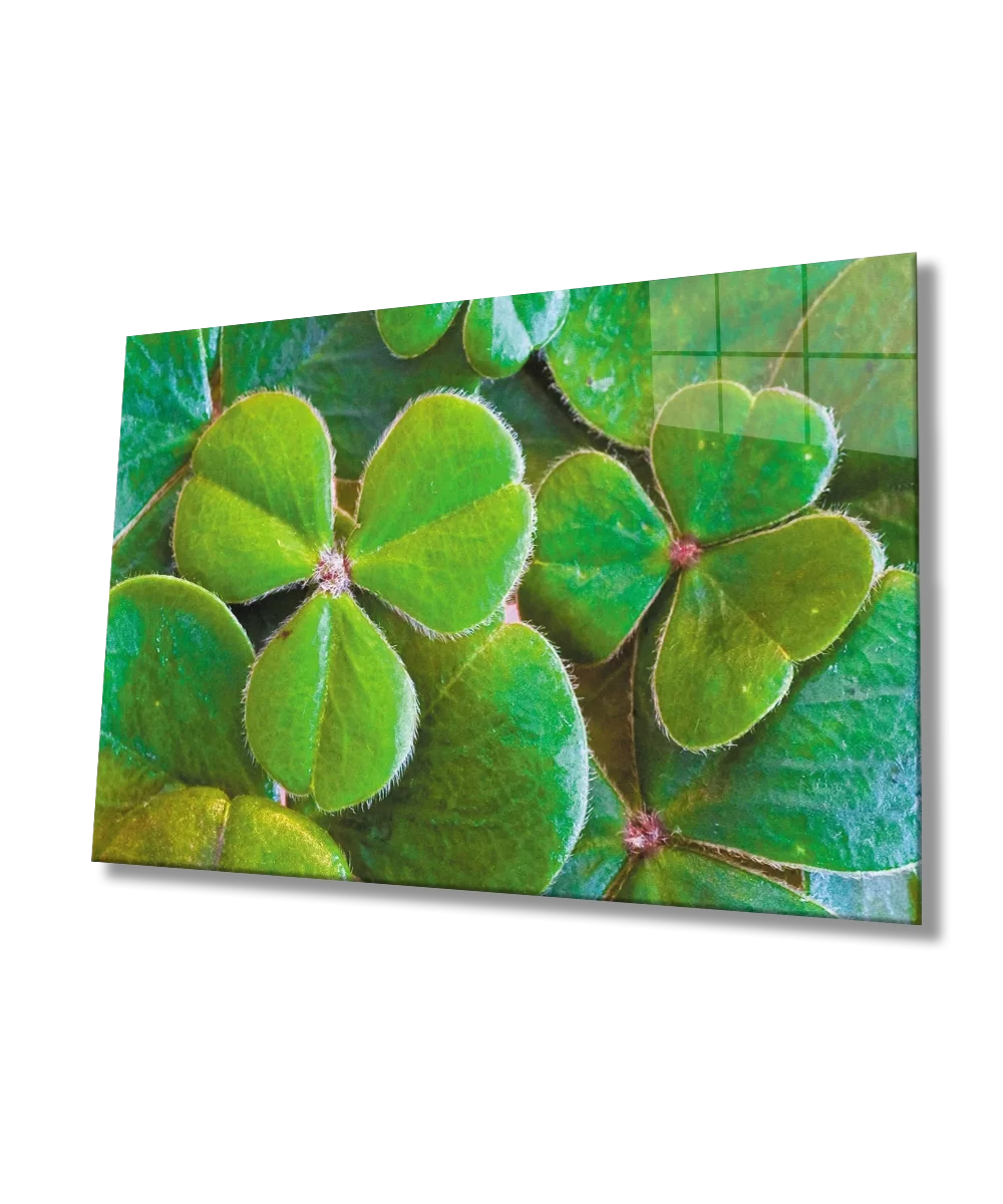 Three Leaf Clover Green Glass Painting