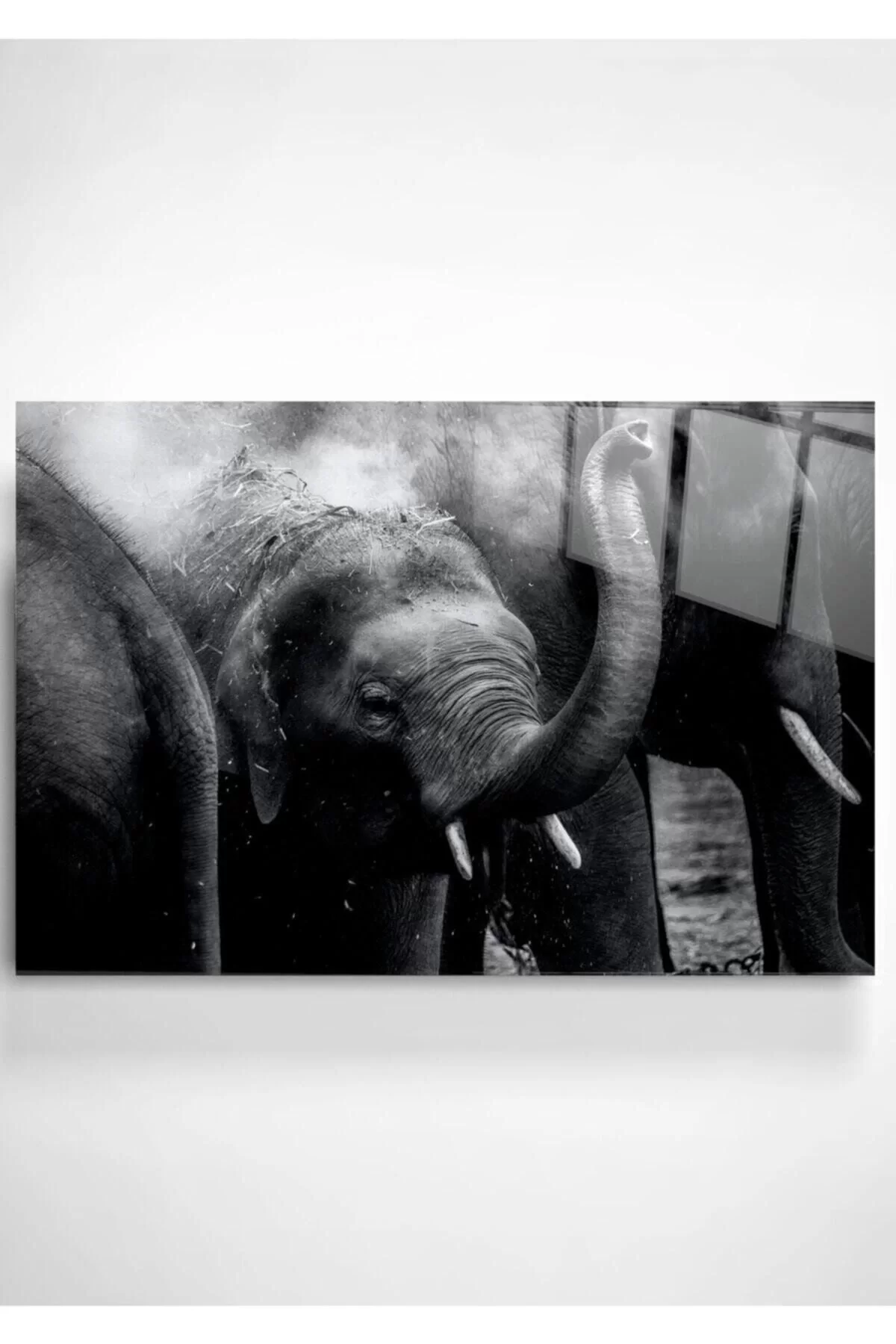 Baby Elephant Glass Painting