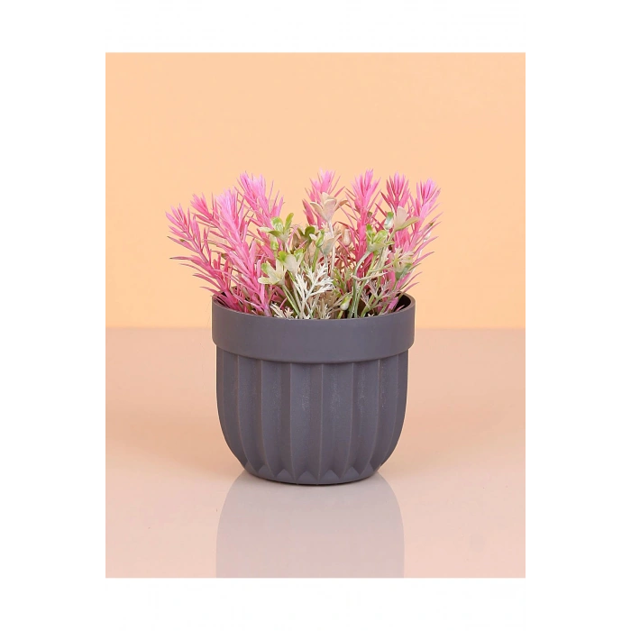 Çizgili Saksı Dikenli Çiçek -5781