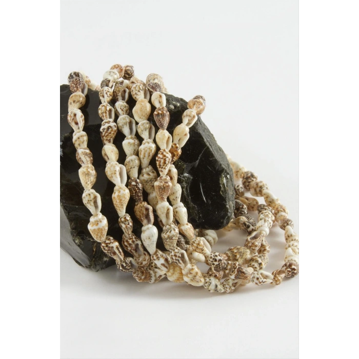 İstiridye Deniz Kabuğu 1 Dizi