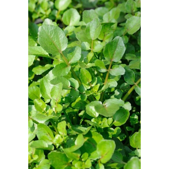 Roka Tohumu 10 Gr