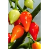 Misket Biberiye Biber Tohumu 5 gr