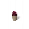 Saksılı Yapa Çiçek Sükülen -5675
