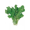 Tere Tohumu 10 Gr