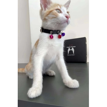 MARSİLYAN- 3 Zilli Kedi Tasması, Deri Kedi Tasması - NPC009