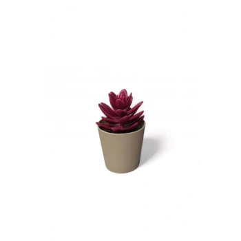 Saksılı Yapa Çiçek Sükülen -5675