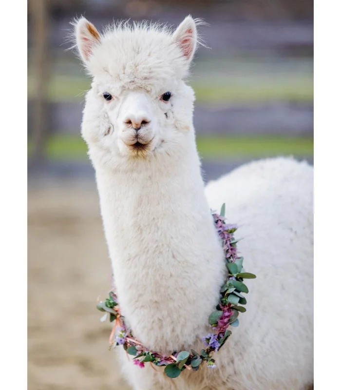 132706 Ravensburger, Alpaka Lama - 200 Parça Puzzle