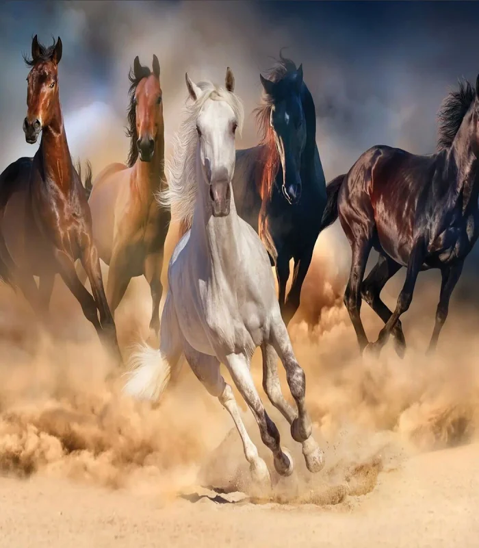 20769 PUZZLE 1000 WİLD HORSES