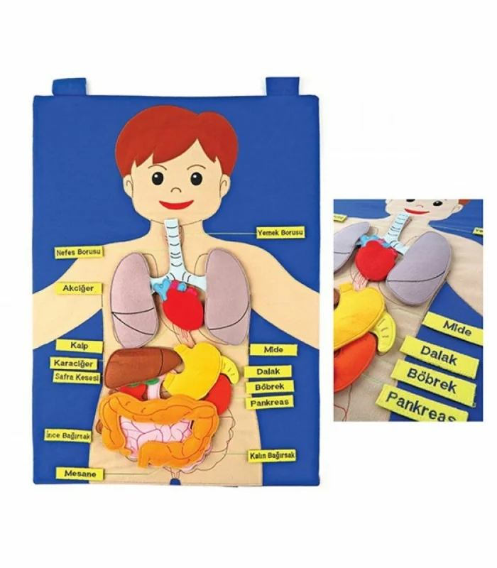 AND-5120 CIRTLI VÜCUDUMUZ PANO