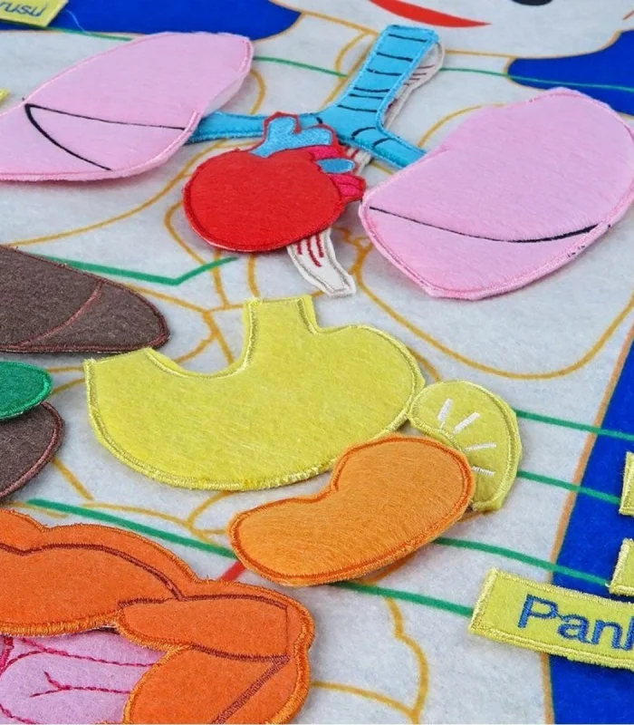 AND-5120 CIRTLI VÜCUDUMUZ PANO