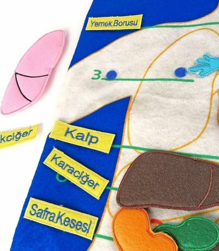 AND-5120 CIRTLI VÜCUDUMUZ PANO