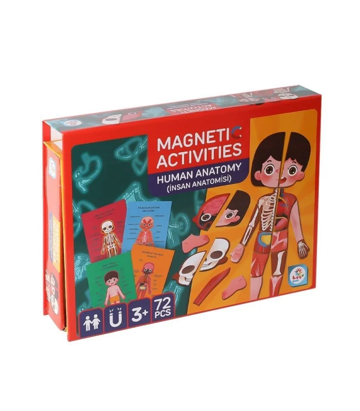 LC986 Manyetik Aktivite İnsan Anatomisi -Laço