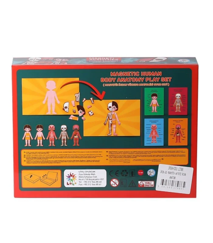 LC986 Manyetik Aktivite İnsan Anatomisi -Laço