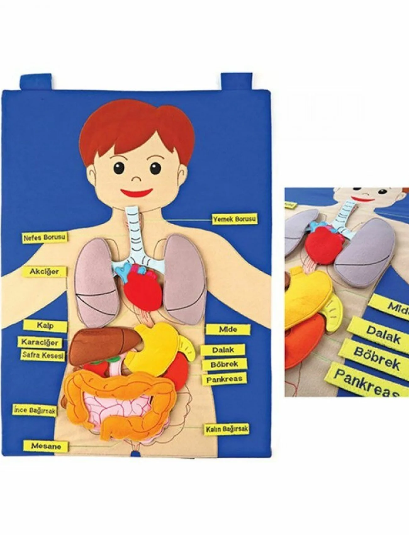 AND-5120 CIRTLI VÜCUDUMUZ PANO