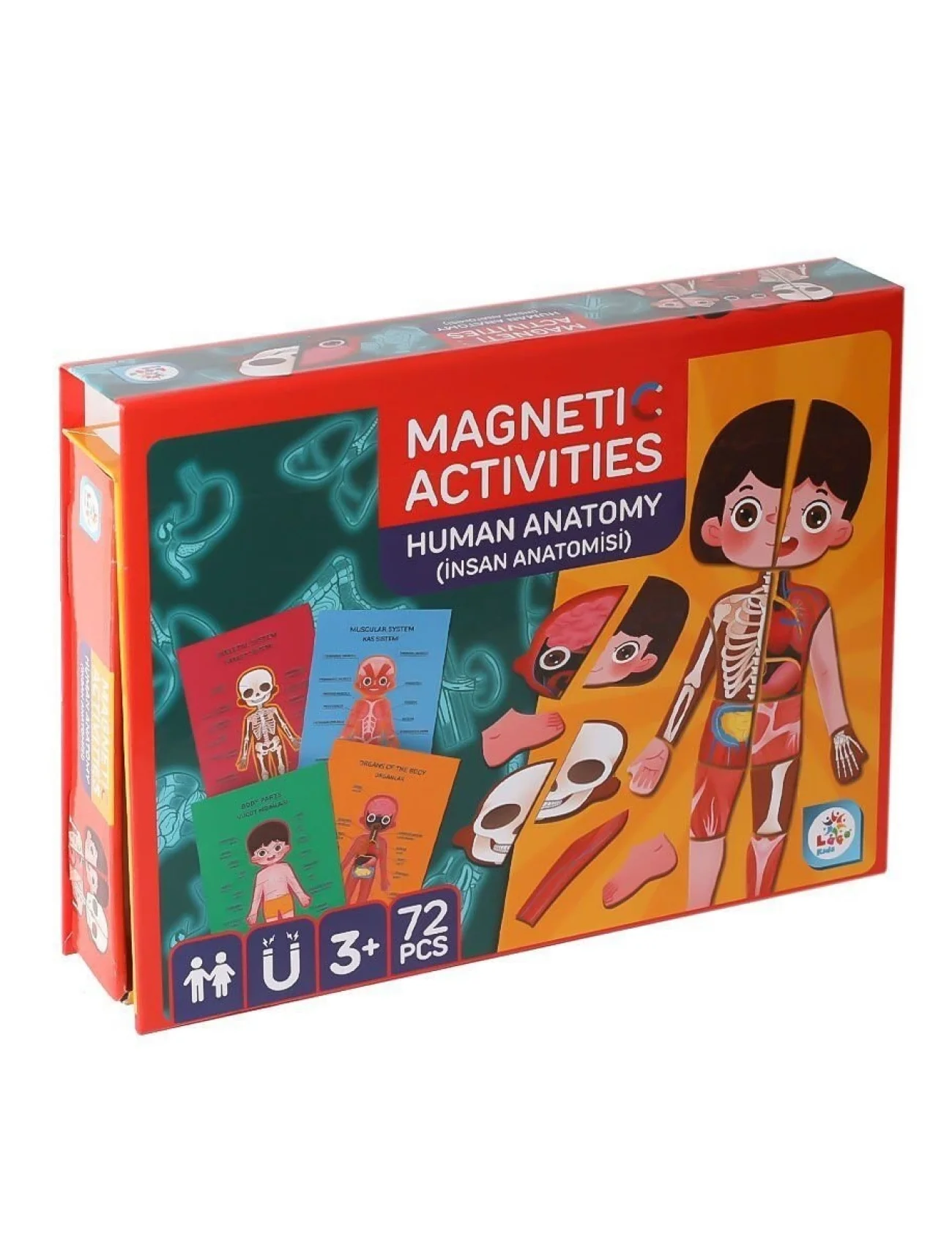 LC986 Manyetik Aktivite İnsan Anatomisi -Laço