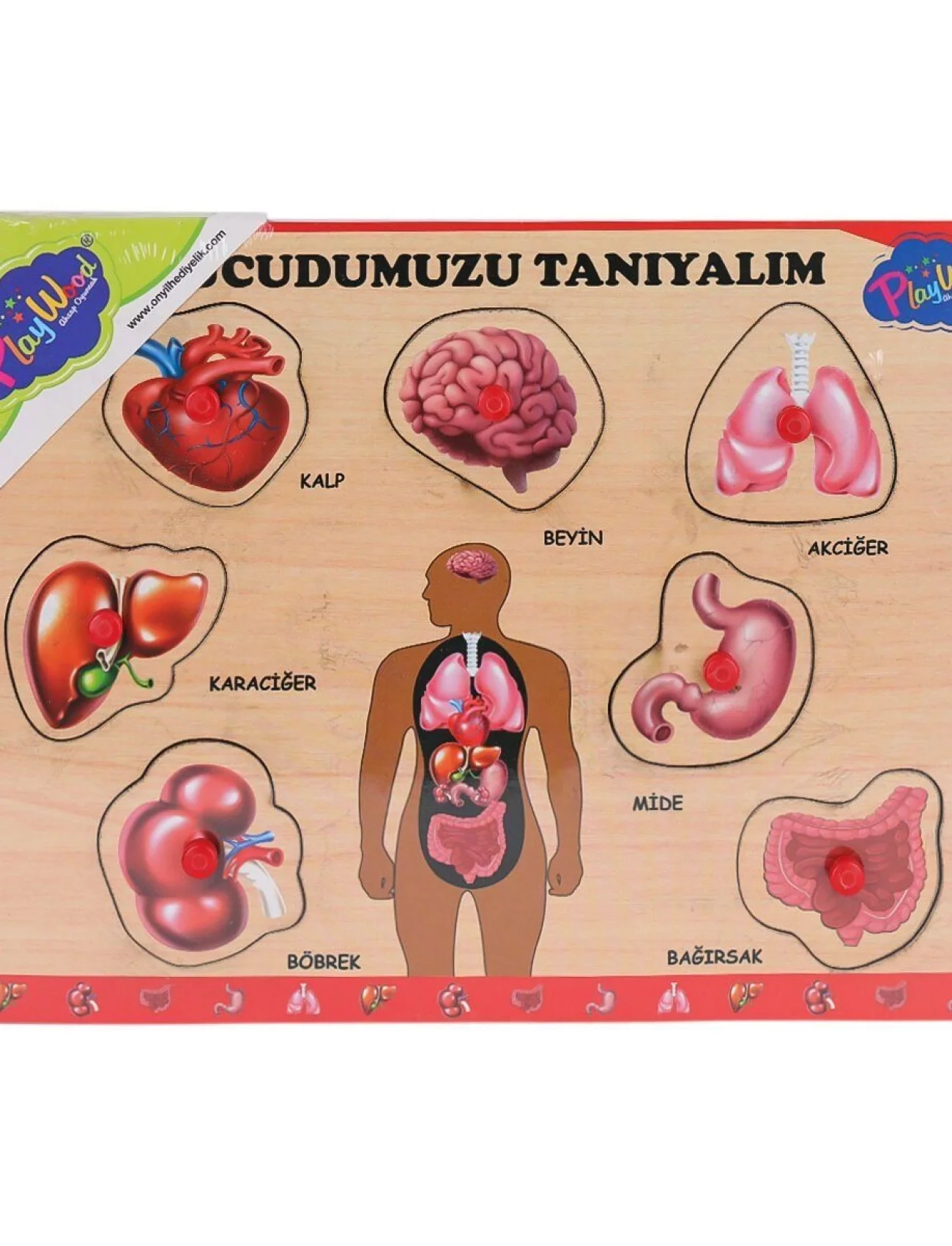 ONY-287 288 Ahşap Tutmalı Vücumuzu Tanıyalım -Onyıl Oyuncak